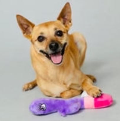 SCRUFFY BUNNY VANDERPUMP DOG TOY
